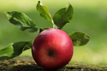 apple-puns