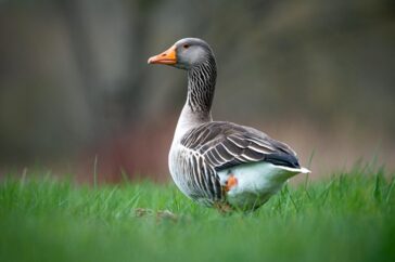 Duck-Puns