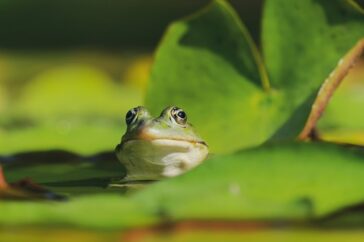 Frog-Puns