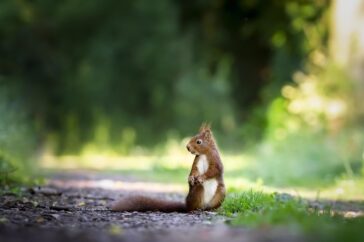 Squirrel-Puns