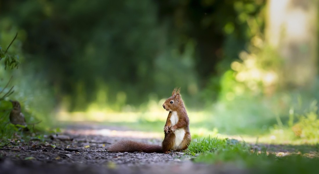 Squirrel-Puns