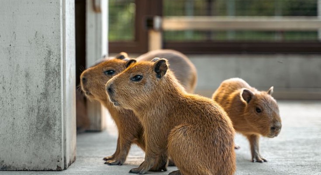 Capybara